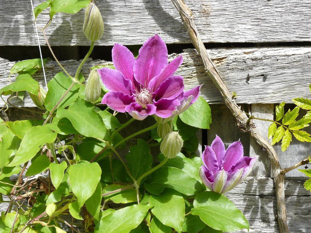 Gite Au Bouzigues Monlaur-Bernet ภายนอก รูปภาพ