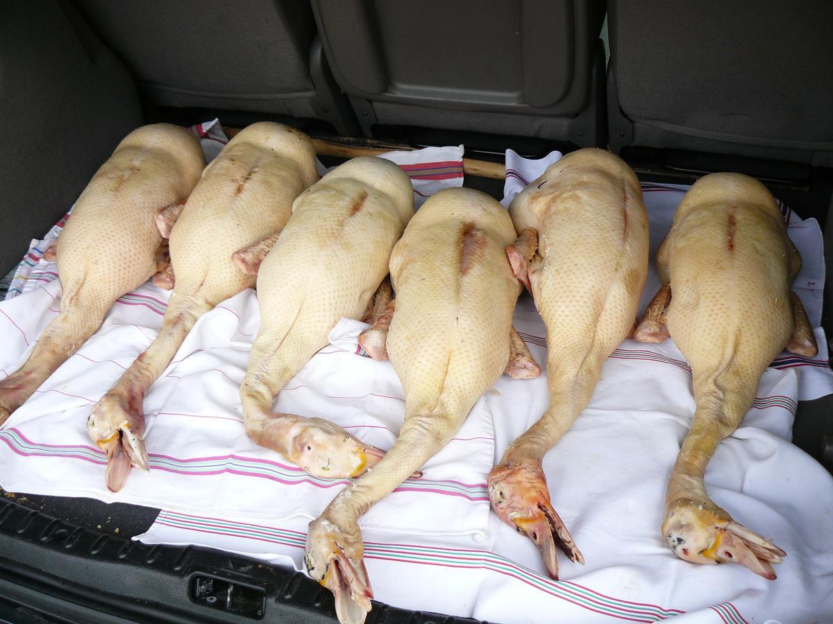 Gite Au Bouzigues Monlaur-Bernet ภายนอก รูปภาพ